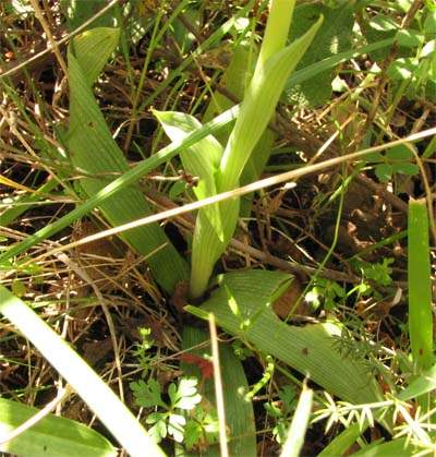 Ciclo biologico annuale di Ophrys